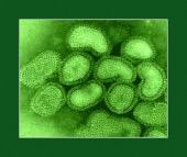 flu virus image healthtips images